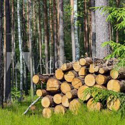 Harvested dry wood in a forest