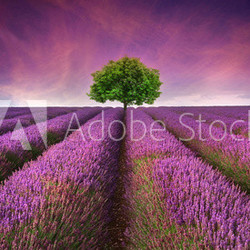 Stunning lavender field landscape Summer sunset with single tree