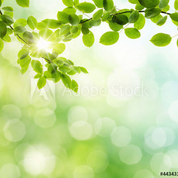 spring background