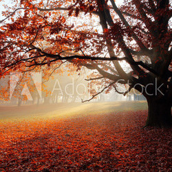 Alone tree in Autumn park.