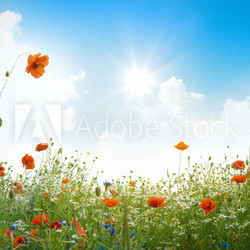Mohnblumenfeld im Sonnenschein
