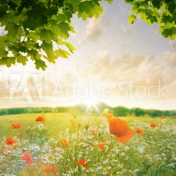 Wildblumenfeld mit Mohnblume und Kornblume im Spätsommer