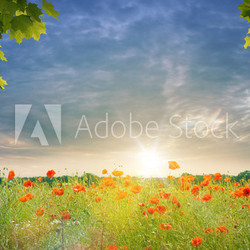 Mohnblumenfeld im Spätsommer