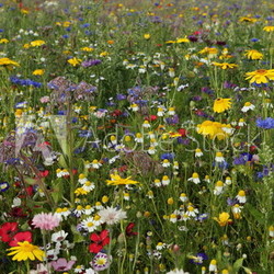 perfekte Blumenwiese grob getupft Hintergrund