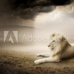 White lion at sunset