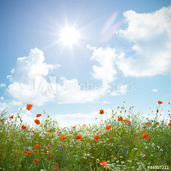 Wildblumenfeld mit Mohnblume, Kornblume und Kamille