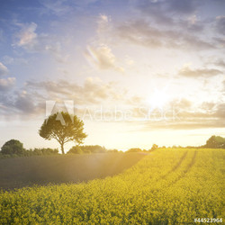 Rapsfeld und Eiche im Sonnenuntergang