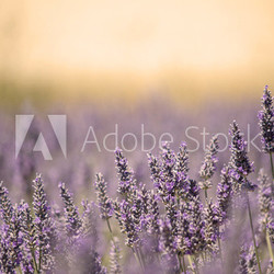 Summer Meadow with Flower. Lavender.
