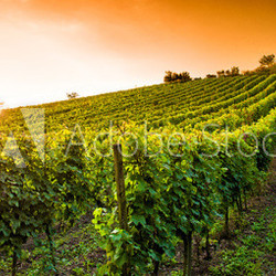 Weingut an der hessischen Bergstraße