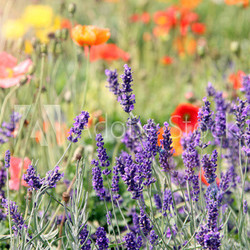 lavendelblumenwiese