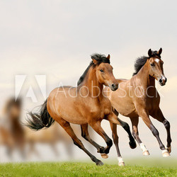 horses in sunset