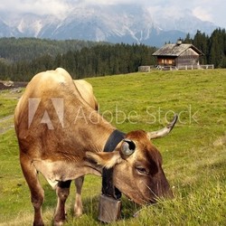 Morning view from Sexten Dolomites with cow