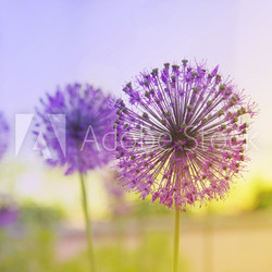 Flowering Onion