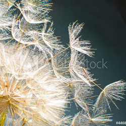 Pusteblume: Ich wünsche mir ....