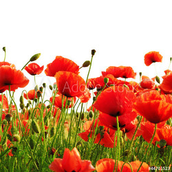 red poppy isolated on white background