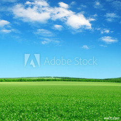 green field and blue sky