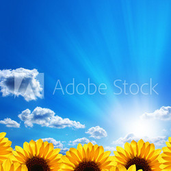 Sunflowers. Blue sky, clouds, sun and sunrays.