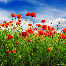 poppies on green field