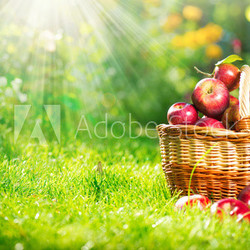 Organic Apples in the Basket. Orchard. Garden