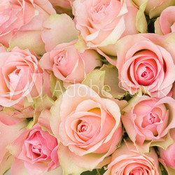 bouquet of pink roses