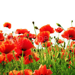 red poppy isolated on white background