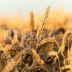 Golden Wheat Field