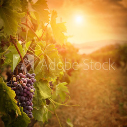 Vineyard in autumn harvest