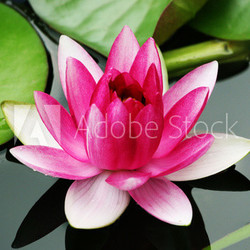fleur de nénuphar