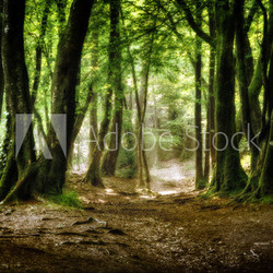 la foret