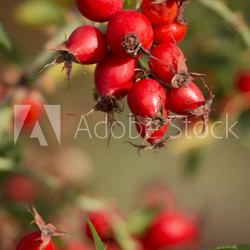 Hagebutte- Rosa Canina