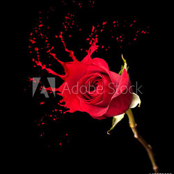 red rose splashes