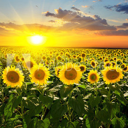 sunflowers