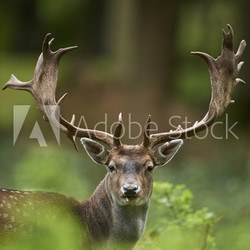 head shot of a fallow deer stag (dama dama)