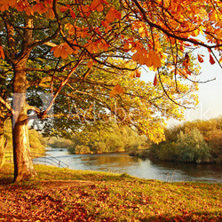 Beautiful Autumn in the park