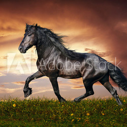 Black Friesian horse trot