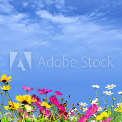 Blumenwiese