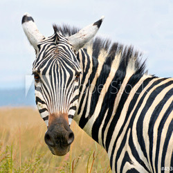 Closeup on zebra's head looking curiously