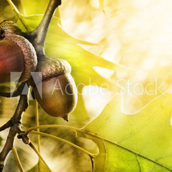 Oak tree