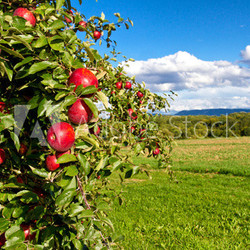 Apfelbaum in der Natur