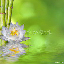 nenufar con bambú y fondo verde con reflejo