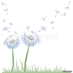 Pusteblume Löwenzahn