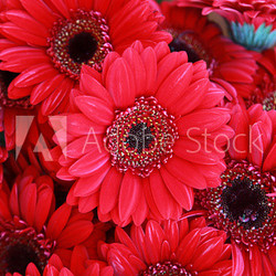 Rote Astern