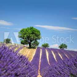 Lavender field. The plateau of Valensole in Provence