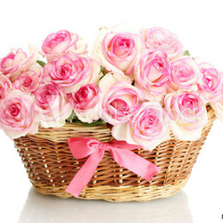 beautiful bouquet of pink roses in basket, isolated on white