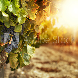 Vineyards at sunset