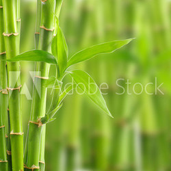 bamboo