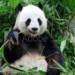 giant panda bear eating bamboo