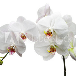 Branch with white flowers orchids