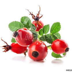 Group of rose hips isolated on a white background.