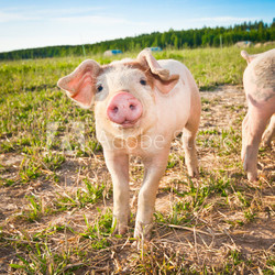 Baby pig